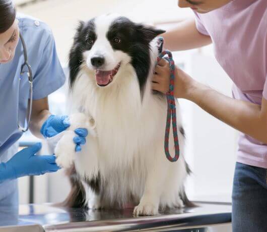 Dog get vet care