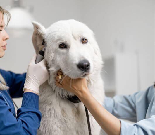 a vet examin dog ears