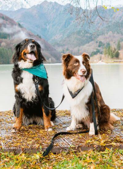 two dogs near mountain