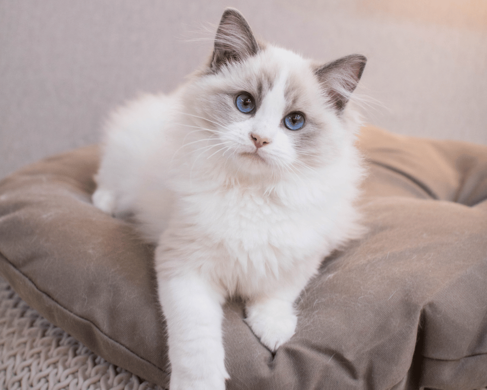 Cat is lying on the couch.