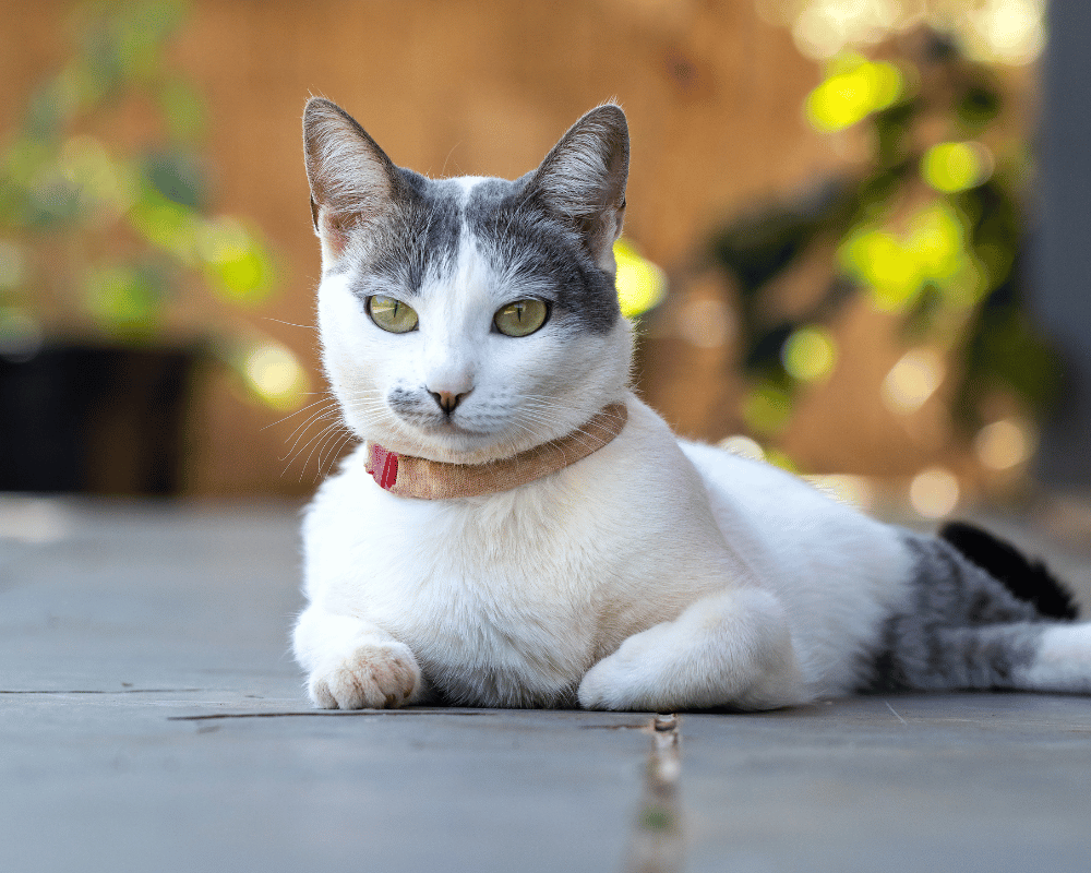 Cat is lying on ground.