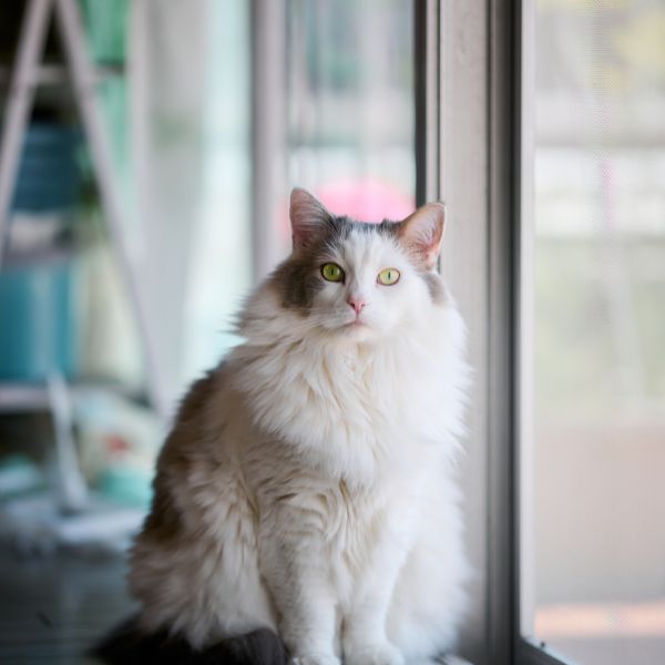 A cat sitting beside window