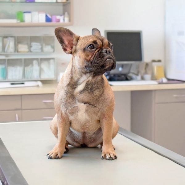 A dog sitting on table at clinic