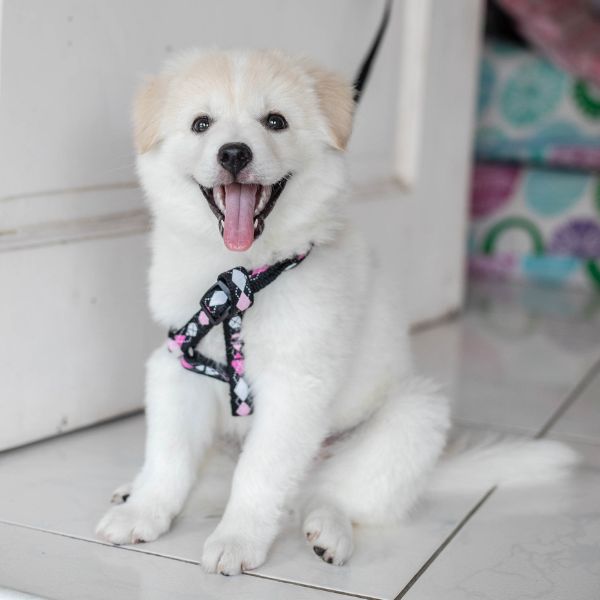 A happy dog sitting beside door