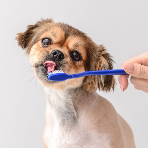 A person brushing cat's teeth