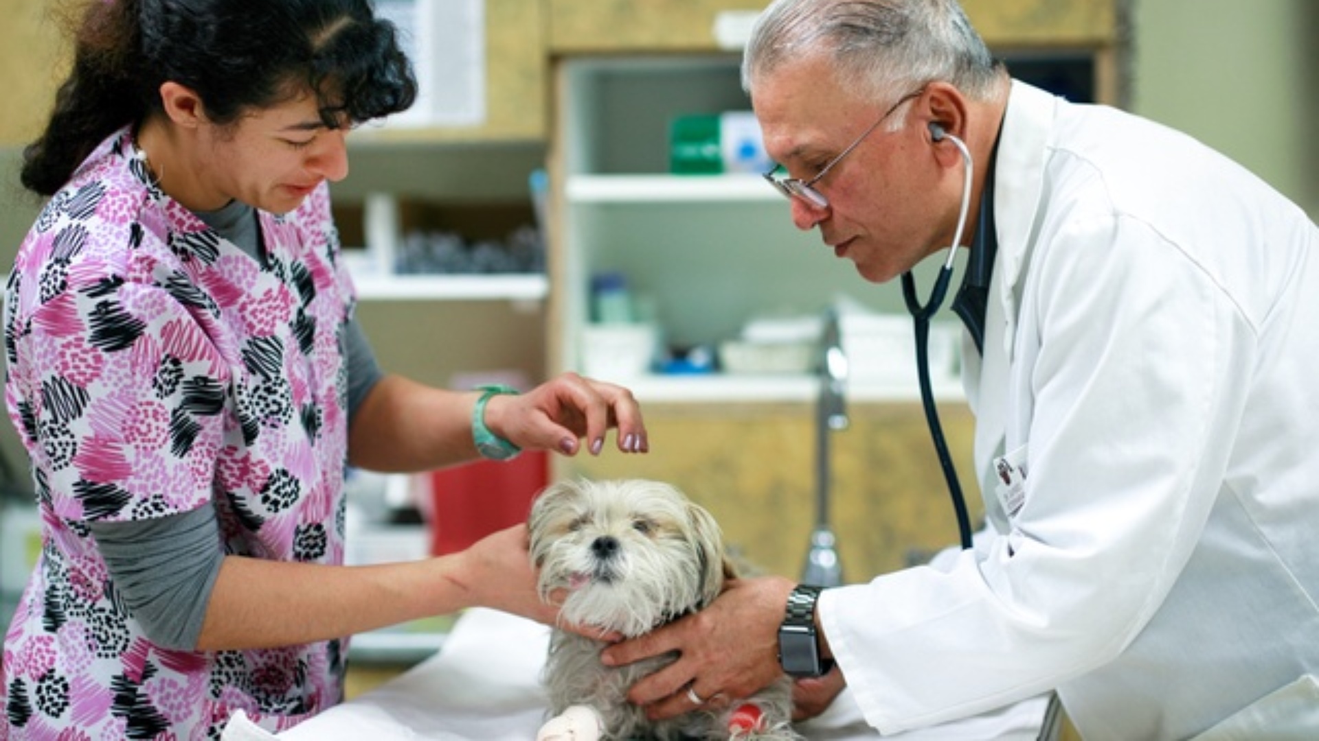 Day Creek Animal Hospital Rancho Cucamonga Ca Rancho Cucamonga, CA Veterinary Services | Baseline Animal Hospital