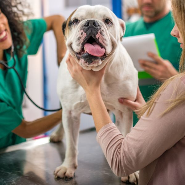 A veterinarian examining a dog