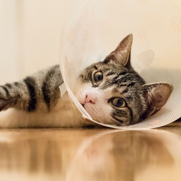 Cat wearing a cone after surgery