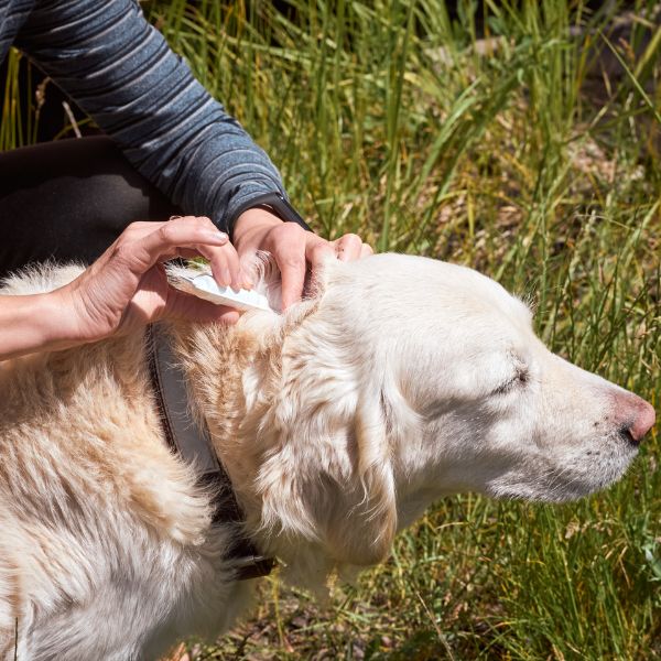 Dog Getting a Flea and Tick Repellant Drip