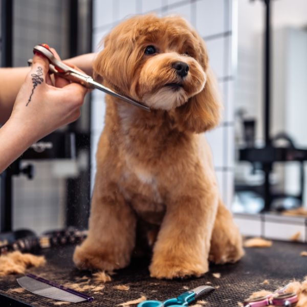 Dog getting haircut from grooming salon