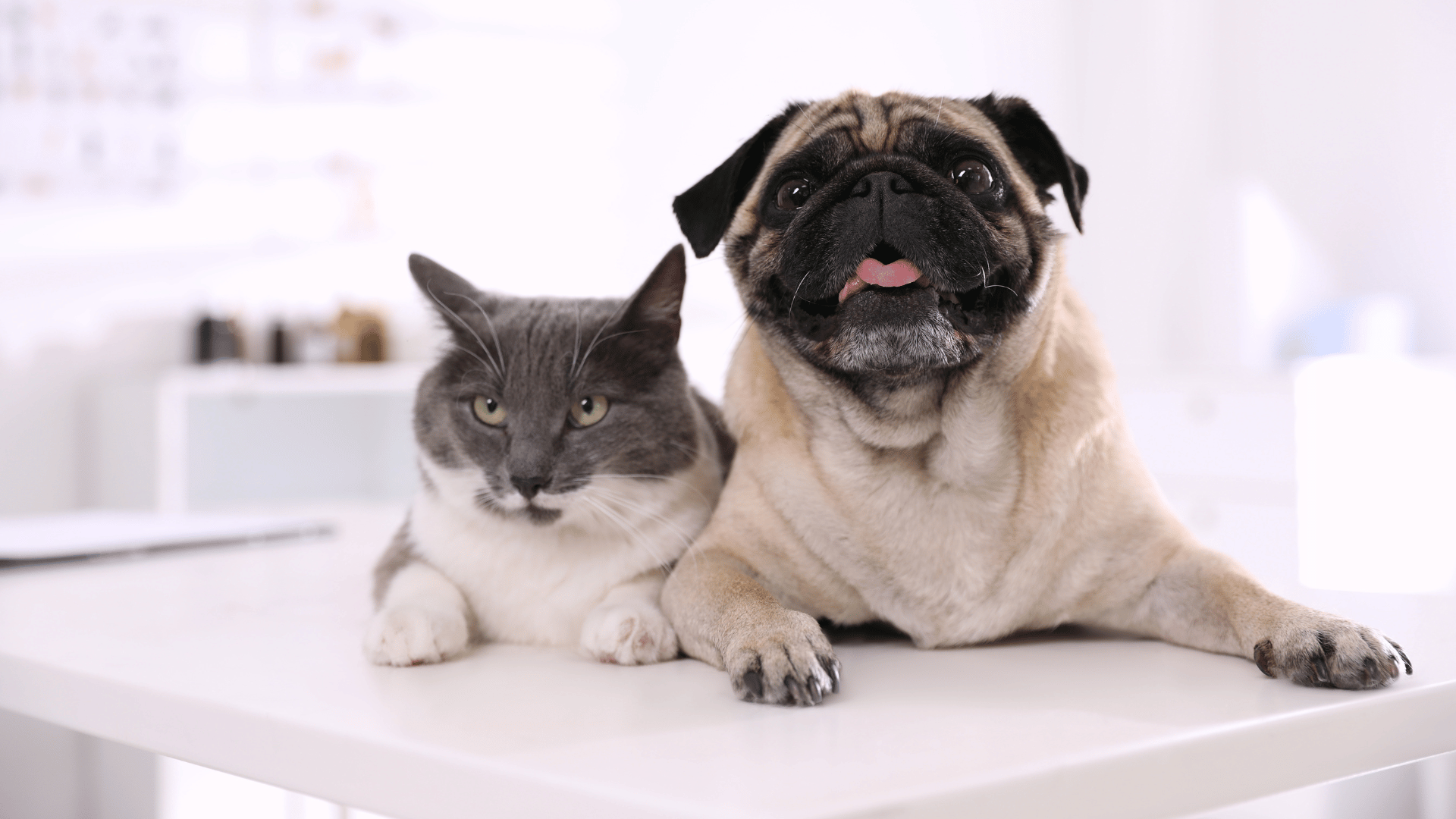 Veterinarian In Rancho Cucamonga, CA Baseline Animal Hospital