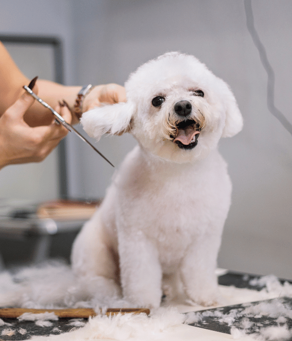 a person cutting the hair of a white dog.