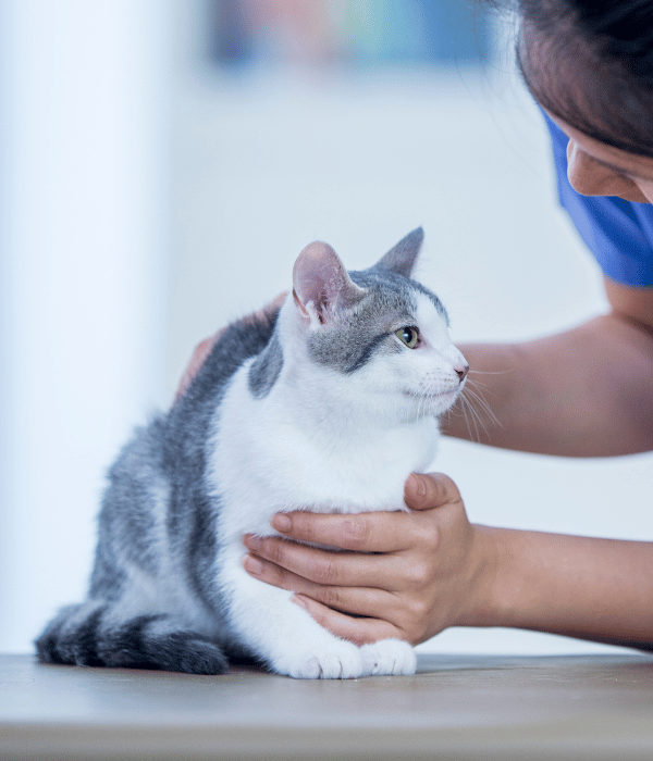 a  vet petting a cat