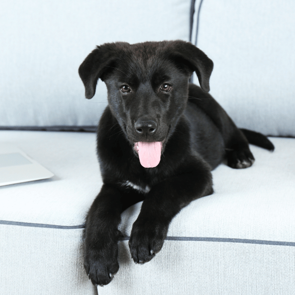 A black dog resting on a couch next to a laptop