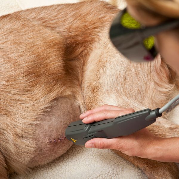 Vet applying laser therapy to dog