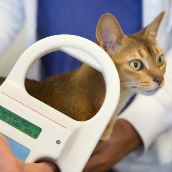 Vet checking for microchip implant on cat