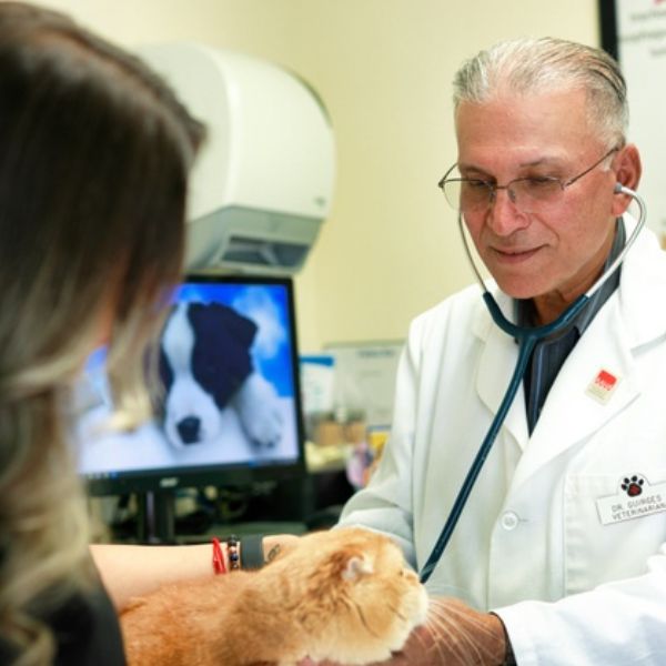 Veterinarian examining a cat