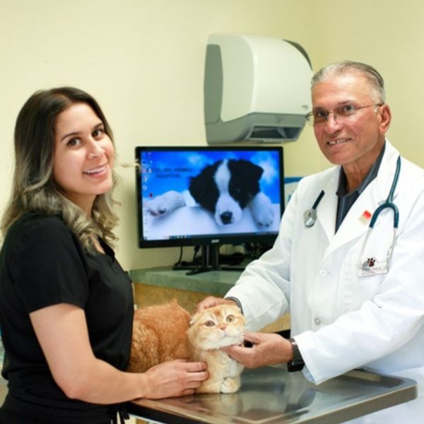 Veterinarian examining cat