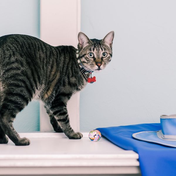 cat on an x-ray table