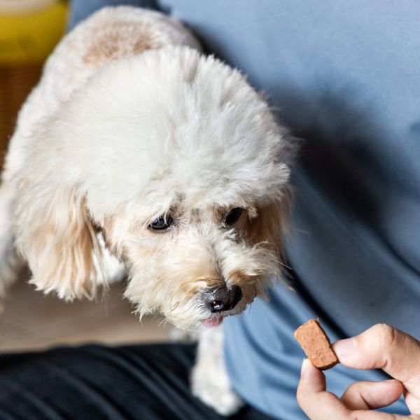 person feeding dog preventive tablet