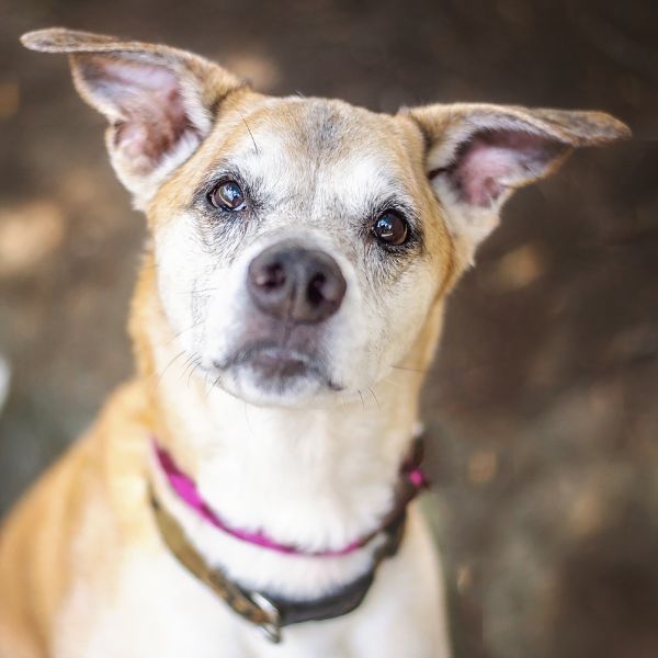 happy senior dog looking up