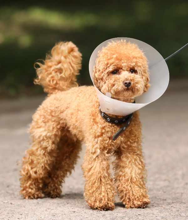 dog wearing a cone