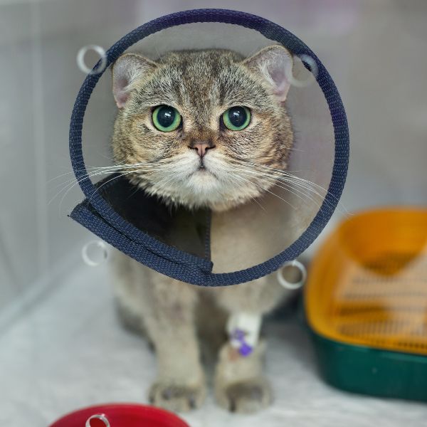 cat wearing cone