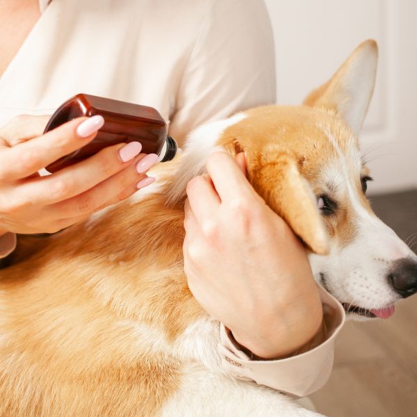 woman drips drops to dog to protection